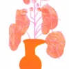 Pink Pilea Featured Image