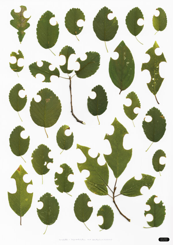 Konfetti (Co-production with leafcutter bee)