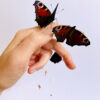 Untitled - Gallery image 2
